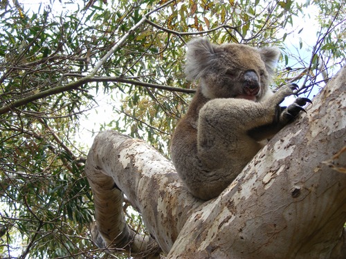 Sweet-tempered koala Stock Photo 04