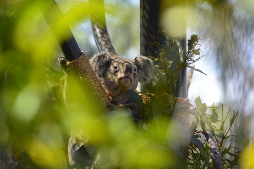 Sweet-tempered koala Stock Photo 05