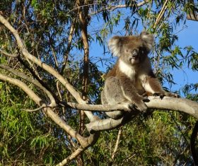 Sweet-tempered koala Stock Photo 06