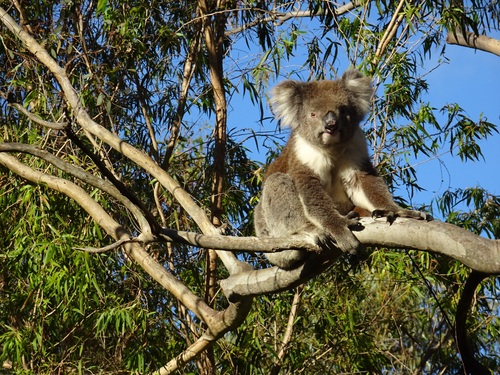 Sweet-tempered koala Stock Photo 06