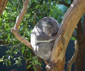 Sweet-tempered koala Stock Photo 08