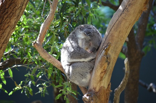 Sweet-tempered koala Stock Photo 08