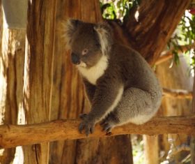 Sweet-tempered koala Stock Photo 09