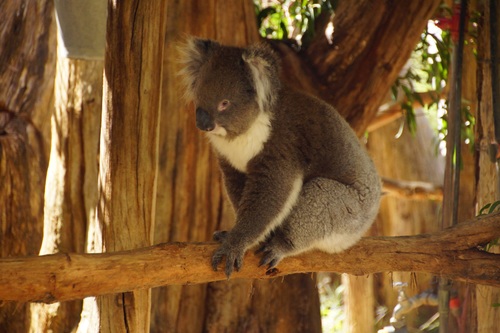 Sweet-tempered koala Stock Photo 09