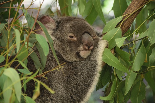 Sweet-tempered koala Stock Photo 10