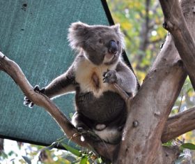 Sweet-tempered koala Stock Photo 11