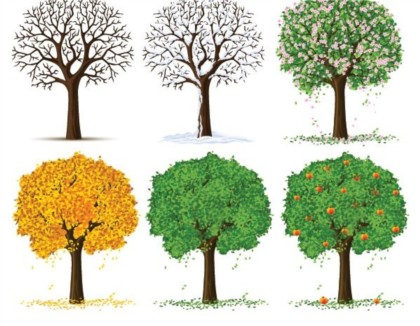 Trees different seasons vectors