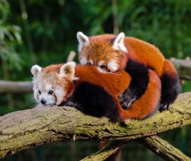 Two little pandas on tree trunk Stock Photo