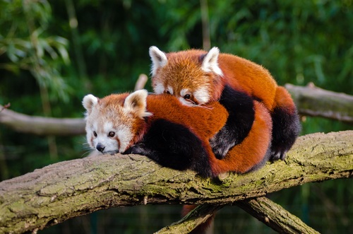 Two little pandas on tree trunk Stock Photo