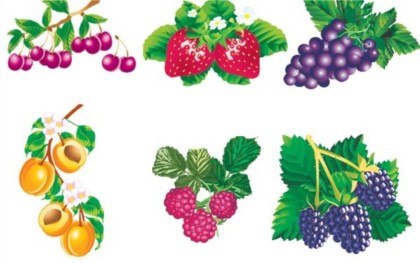Various Vivid fruit vector