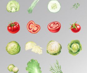 Vegetable part vector