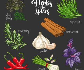 Vegetables and spices illustration design vector 02