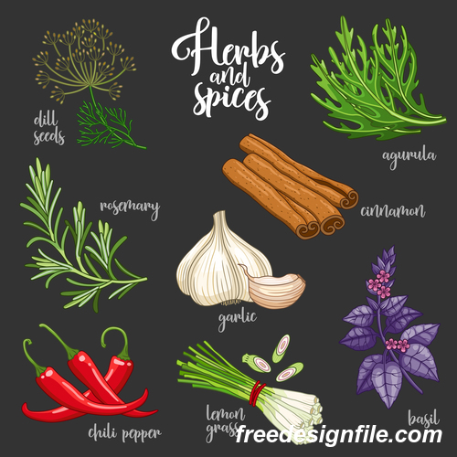 Vegetables and spices illustration design vector 02