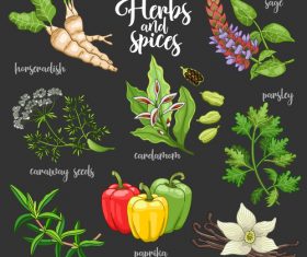 Vegetables and spices illustration design vector 03