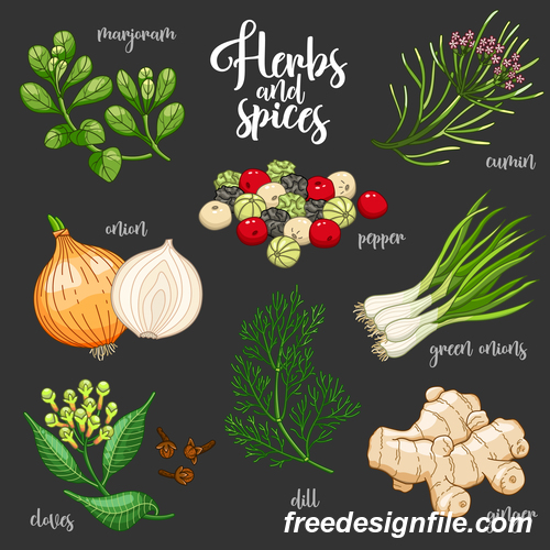 Vegetables and spices illustration design vector 04