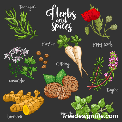 Vegetables and spices illustration design vector 05