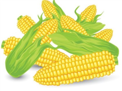 Vivid corn vector