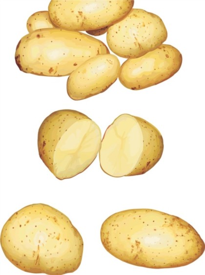 Vivid potatoes vector