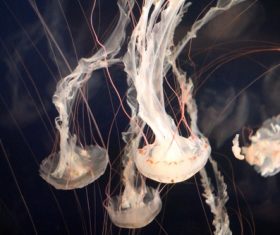 Wandering jellyfish in the sea Stock Photo