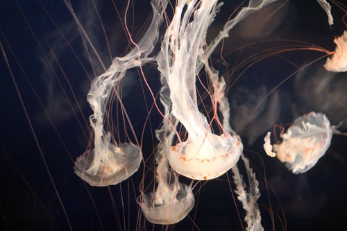 Wandering jellyfish in the sea Stock Photo