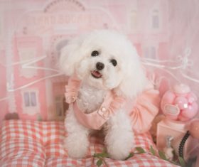 White Teddy dog Stock Photo 01