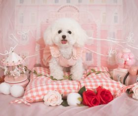 White Teddy dog Stock Photo 02