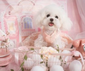 White Teddy dog Stock Photo 03