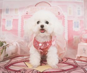 White Teddy dog Stock Photo 04
