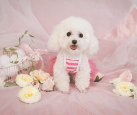 White Teddy dog Stock Photo 05
