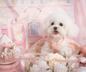 White Teddy dog Stock Photo 06