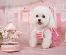 White Teddy dog Stock Photo 07