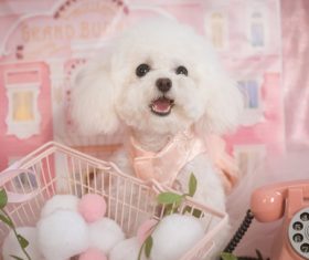 White Teddy dog Stock Photo 08