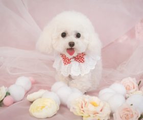 White Teddy dog Stock Photo 09