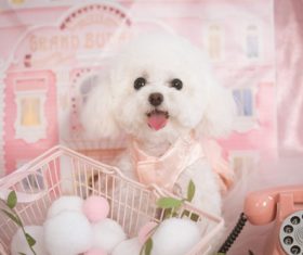 White Teddy dog Stock Photo 10