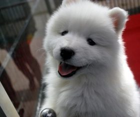 White cute puppy Stock Photo 01