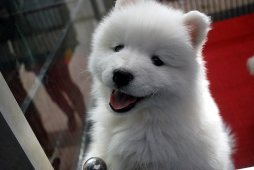 White cute puppy Stock Photo 01