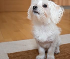 White cute puppy Stock Photo 02