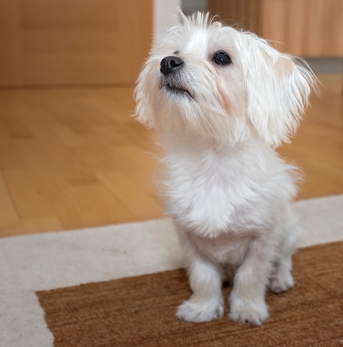 White cute puppy Stock Photo 02