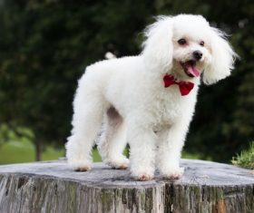 White cute puppy Stock Photo 03
