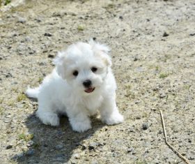 White cute puppy Stock Photo 04