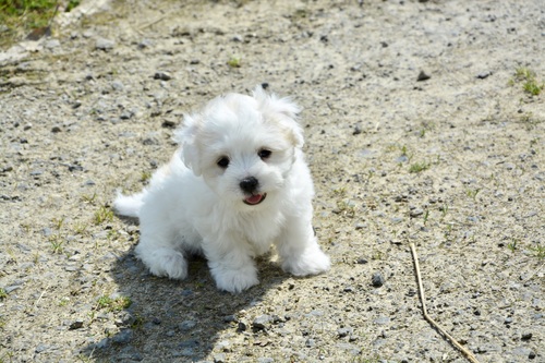 White cute puppy Stock Photo 04