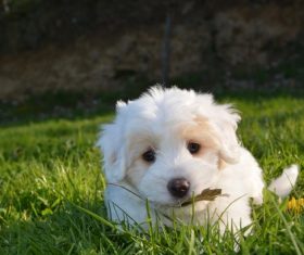White cute puppy Stock Photo 05