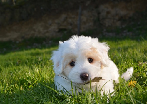 White cute puppy Stock Photo 05