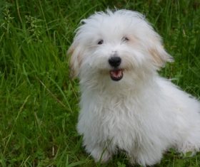 White background puppy Stock Photo free download