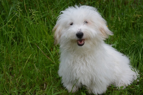 White cute puppy Stock Photo 06