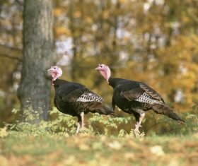 Wild Turkey Stock Photo 01