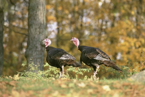 Wild Turkey Stock Photo 01
