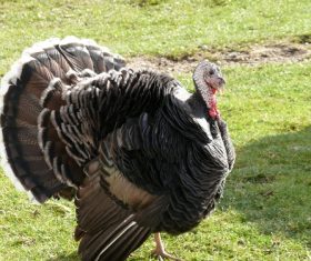 Wild Turkey Stock Photo 02