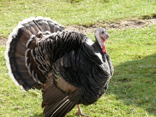 Wild Turkey Stock Photo 02