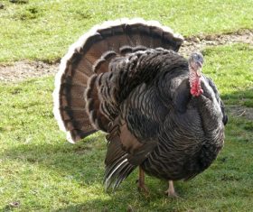 Wild Turkey Stock Photo 03